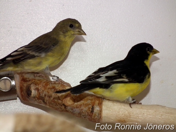 Mexikansk sisken (Carduelis Psaltria)